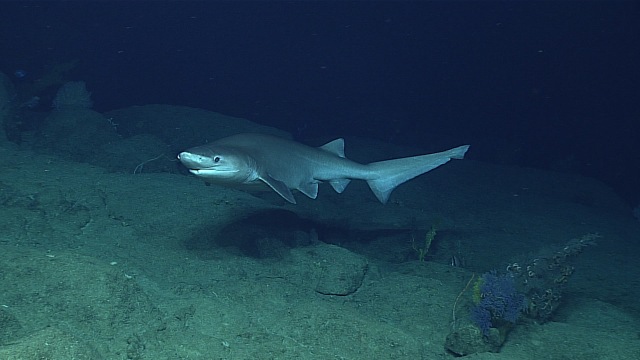 BLUNTNOSE SIXGILL