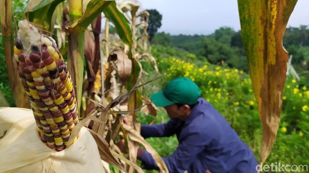 Jagung Pelangi Tumbuh Subur di Cianjur