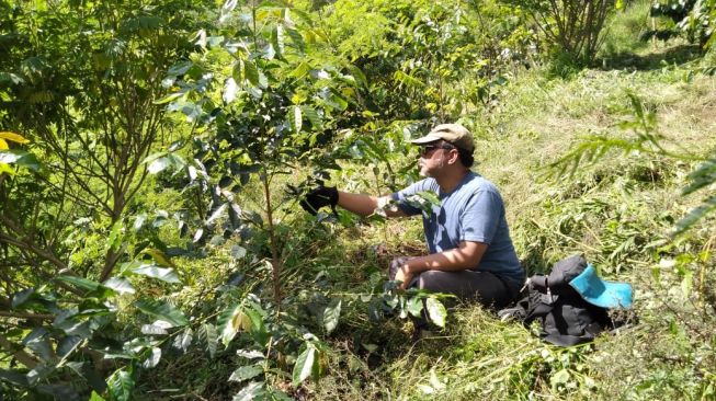 Kopi Sarongge dan Petani di Masa Pandemi