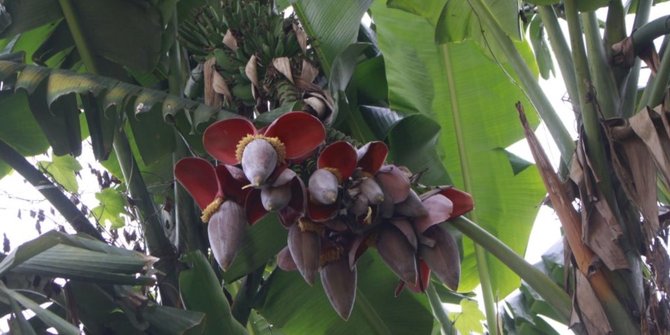 Ada pohon pisang berjantung 10 di Medan warga heboh